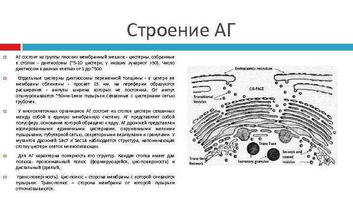 Строение АГ АГ состоит из группы плоских мембранный мешков - цистерны, собранные в стопки