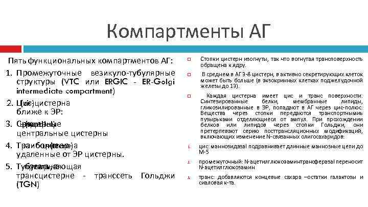 Компартменты АГ Пять функциональных компартментов АГ: 1. Промежуточные везикуло-тубулярные структуры (VTC или ERGIC -