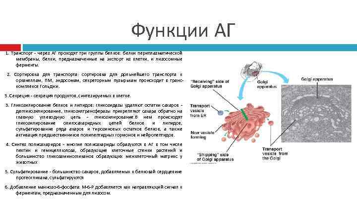 Функции АГ 1. Транспорт - через АГ проходят три группы белков: белки периплазматической мембраны,