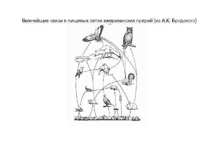 Важнейшие связи в пищевых сетях американских прерий (из А. К. Бродского) 