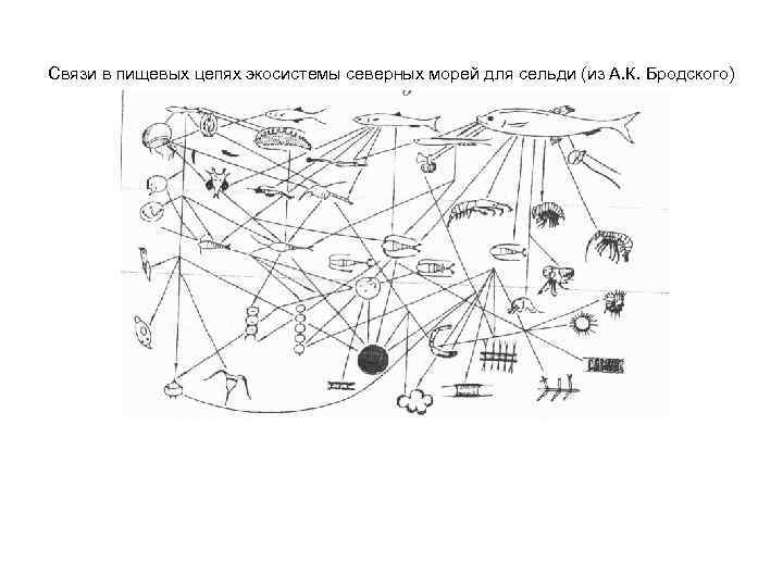 Связи в пищевых цепях экосистемы северных морей для сельди (из А. К. Бродского) 