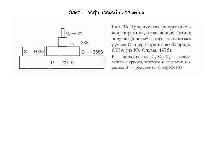 Закон трофической пирамиды 