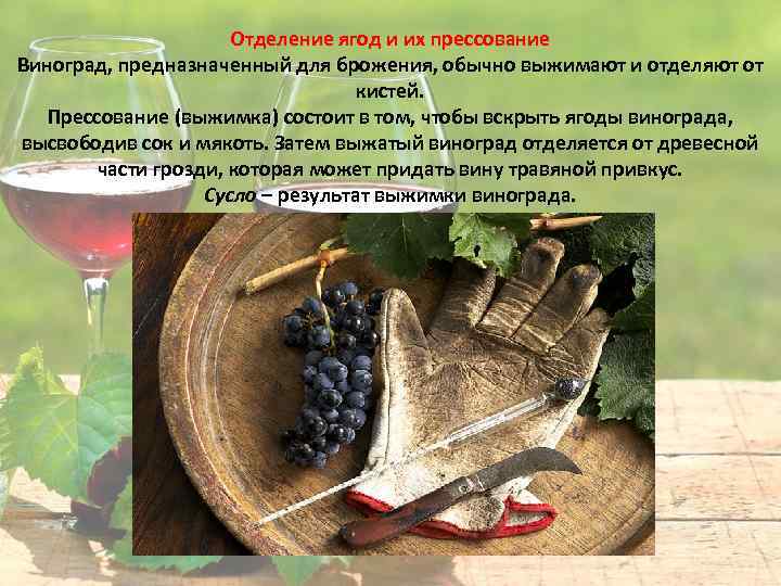 Отделение ягод и их прессование Виноград, предназначенный для брожения, обычно выжимают и отделяют от