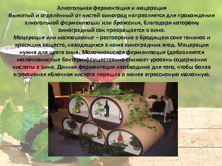 Алкогольная ферментация и мацерация Выжатый и отделённый от кистей виноград направляется для прохождения алкогольной