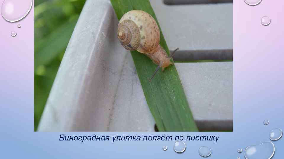 Виноградная улитка ползёт по листику 