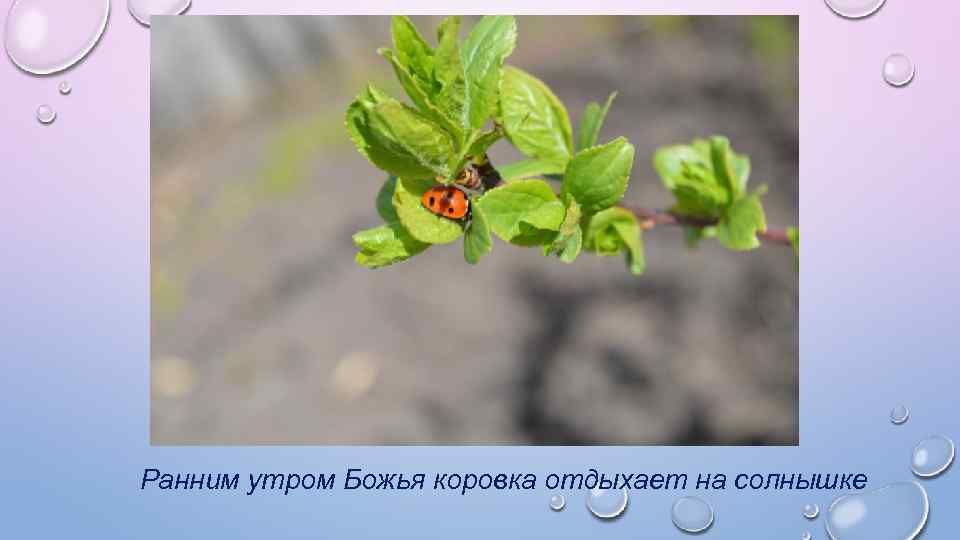 Ранним утром Божья коровка отдыхает на солнышке 