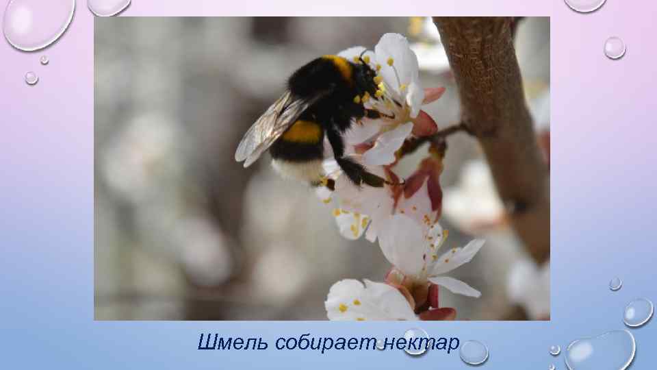 Шмель собирает нектар 