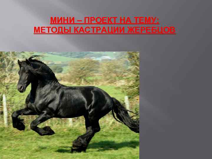МИНИ – ПРОЕКТ НА ТЕМУ: МЕТОДЫ КАСТРАЦИИ ЖЕРЕБЦОВ 