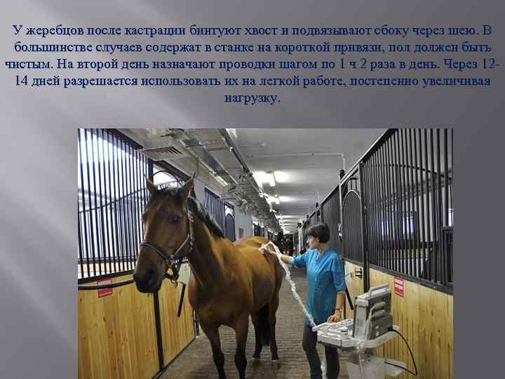 У жеребцов после кастрации бинтуют хвост и подвязывают сбоку через шею. В большинстве случаев