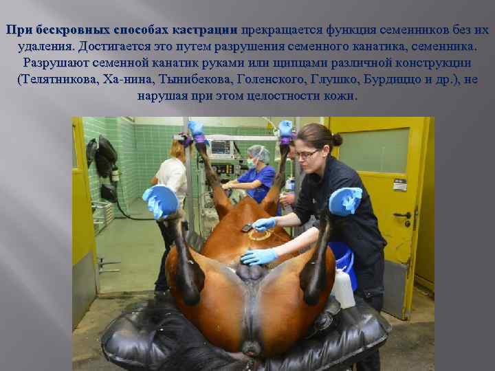 При бескровных способах кастрации прекращается функция семенников без их удаления. Достигается это путем разрушения
