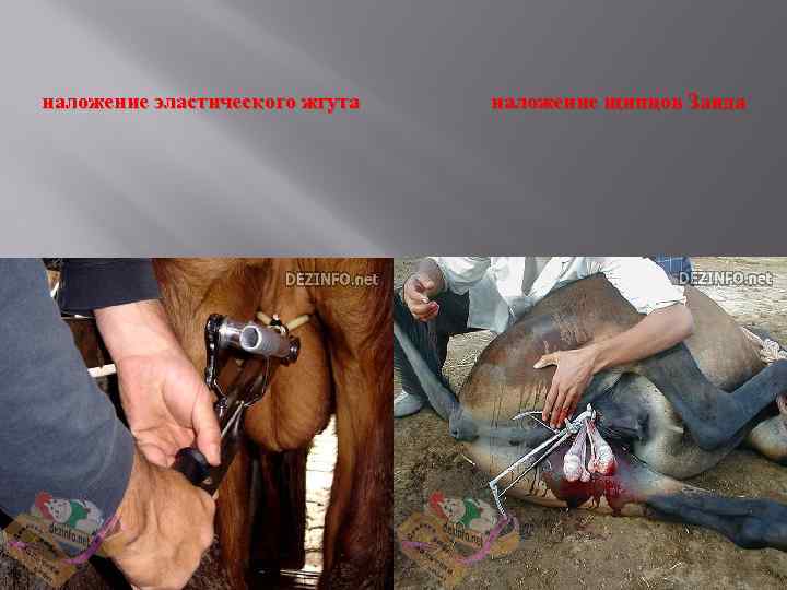 наложение эластического жгута наложение щипцов Занда 