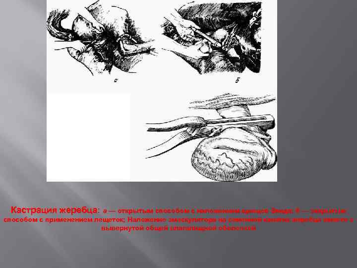 Кастрация жеребца: а — открытым способом с наложением щипцов Занда; б — закрытым способом
