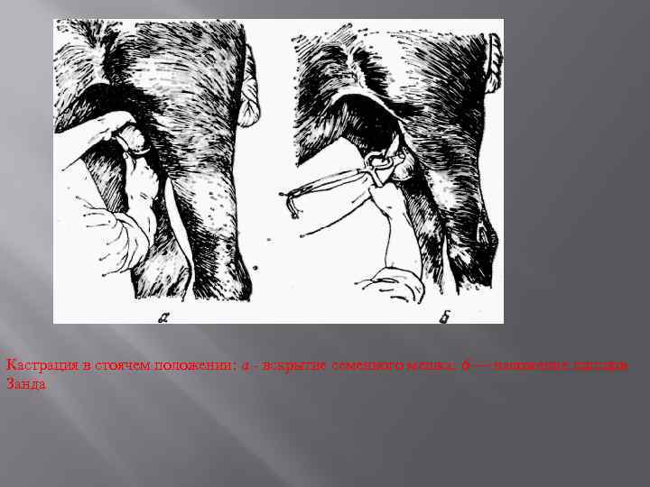 Кастрация в стоячем положении: а - вскрытие семенного мешка: 6 — наложение щипцов Занда