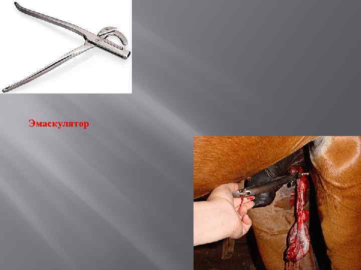 Эмаскулятор 
