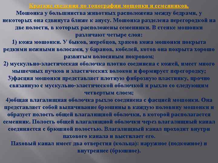 Краткие сведения по топографии мошонки и семенников. Мошонка у большинства животных расположена между бедрами,