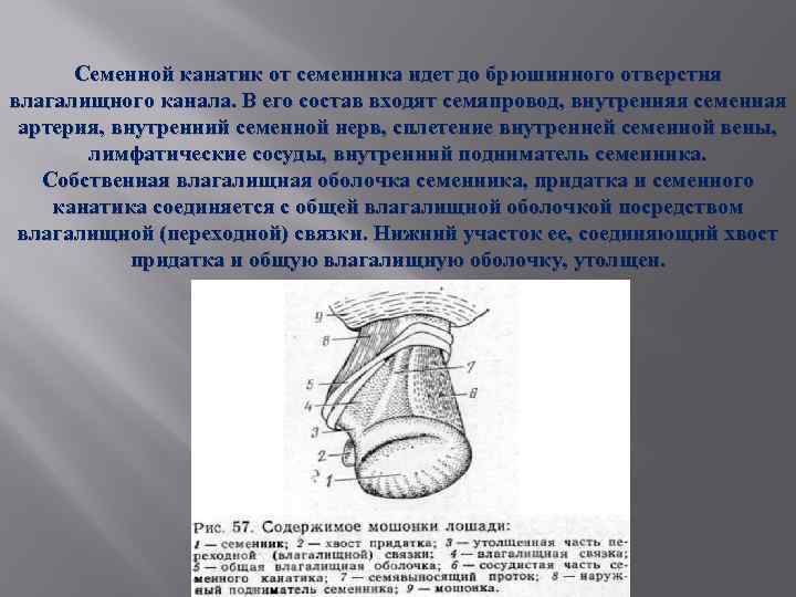 Семенной канатик от семенника идет до брюшинного отверстия влагалищного канала. В его состав входят