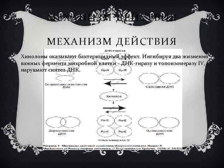 МЕХАНИЗМ ДЕЙСТВИЯ Хинолоны оказывают бактерицидный эффект. Ингибируя два жизненно важных фермента микробной клетки -