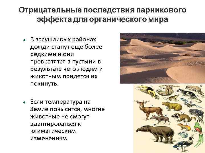 Отрицательные последствия парникового эффекта для органического мира В засушливых районах дожди станут еще более