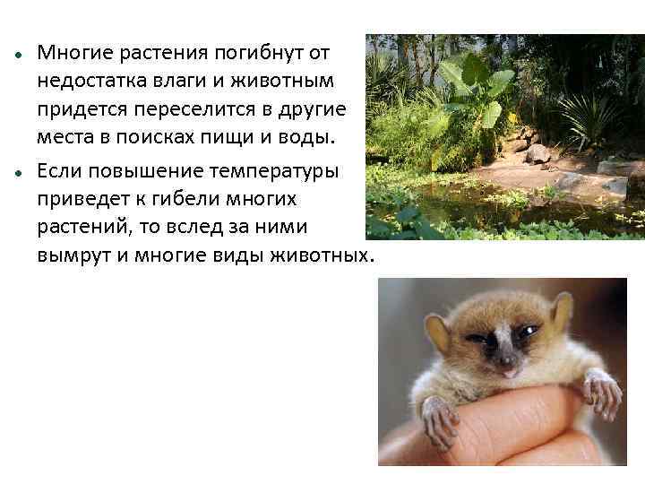  Многие растения погибнут от недостатка влаги и животным придется переселится в другие места