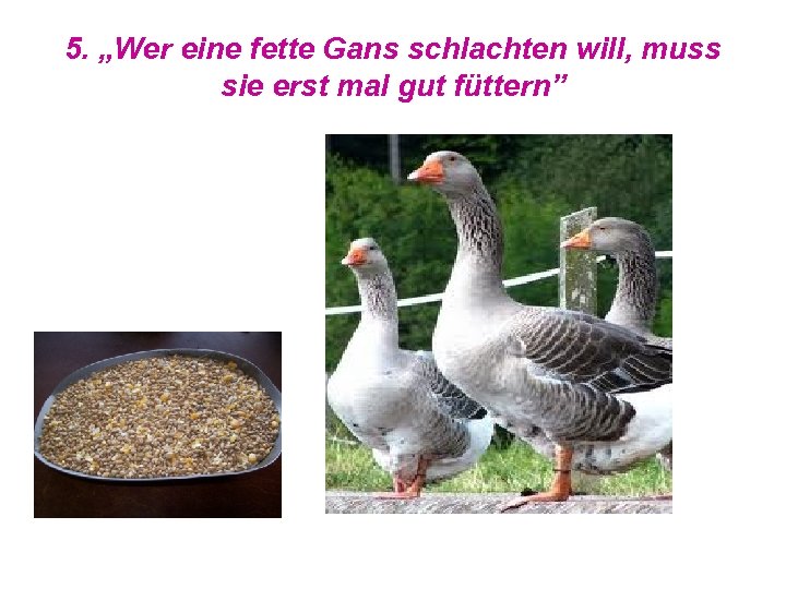 5. „Wer eine fette Gans schlachten will, muss sie erst mal gut füttern” 