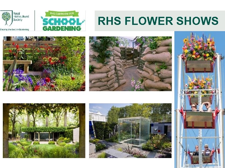 RHS FLOWER SHOWS 