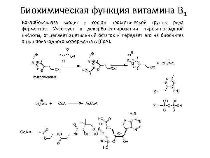 Биохимическая функция витамина B 1 Кокарбоксилаза входит в состав простетической группы ряда ферментов. Участвует