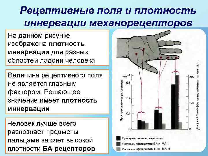 Рецептивные поля и плотность иннервации механорецепторов На данном рисунке изображена плотность иннервации для разных