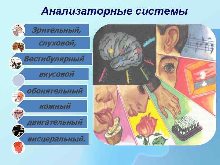 Анализаторные системы Зрительный, слуховой, Вестибулярный вкусовой обонятельный кожный двигательный висцеральный. 