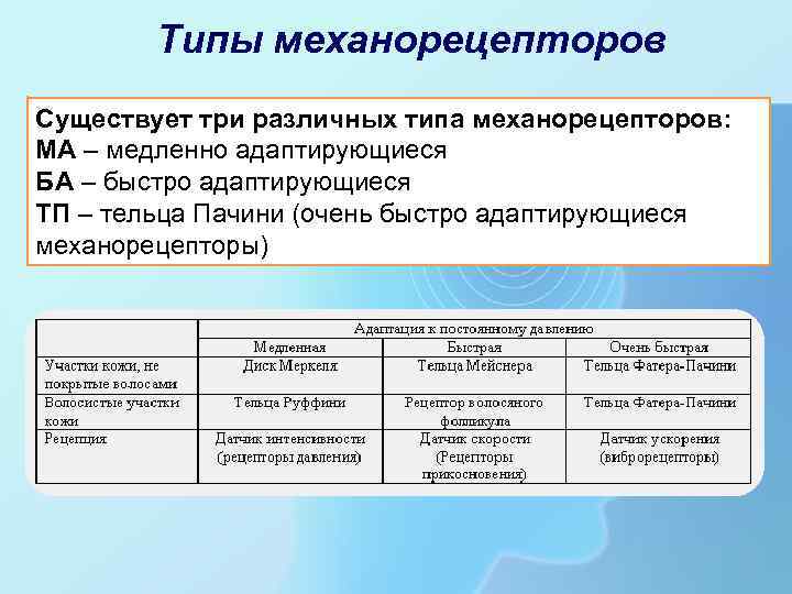 Виды механорецепторов схема