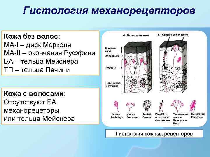 Виды механорецепторов схема