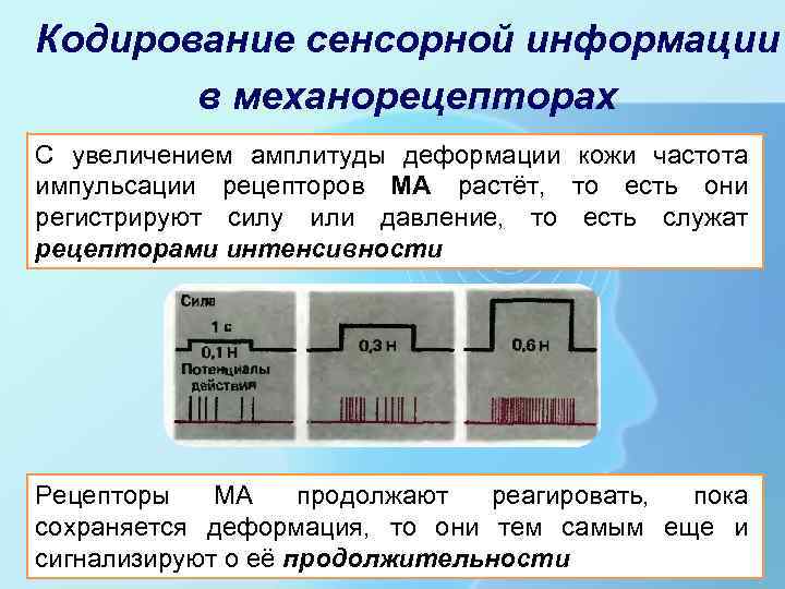 Кодирование сенсорной информации в механорецепторах С увеличением амплитуды деформации кожи частота импульсации рецепторов МА