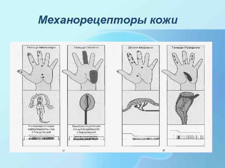 Механорецепторы кожи 