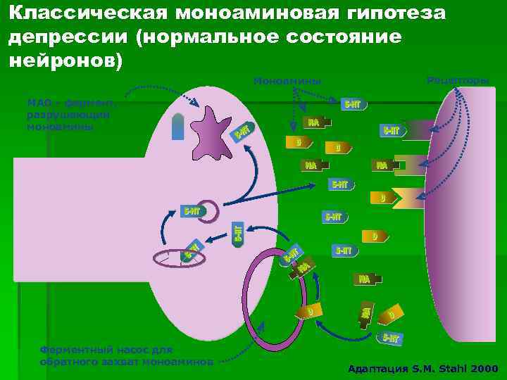 Классическая моноаминовая гипотеза депрессии (нормальное состояние нейронов) Моноамины Рецепторы МАО - фермент, разрушающий моноамины