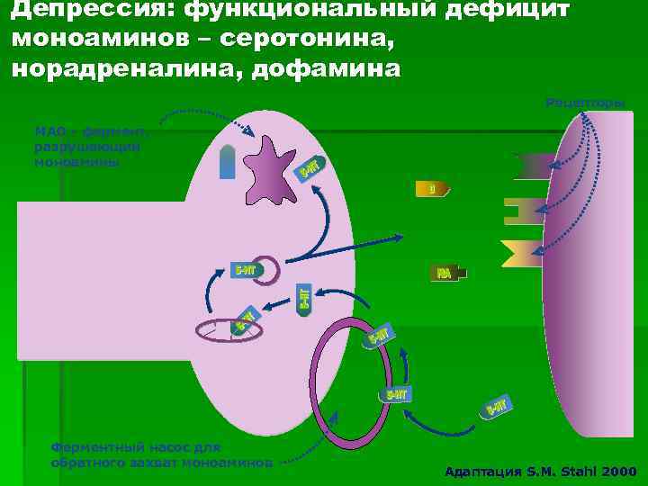 Депрессия: функциональный дефицит моноаминов – серотонина, норадреналина, дофамина Рецепторы МАО - фермент, разрушающий моноамины