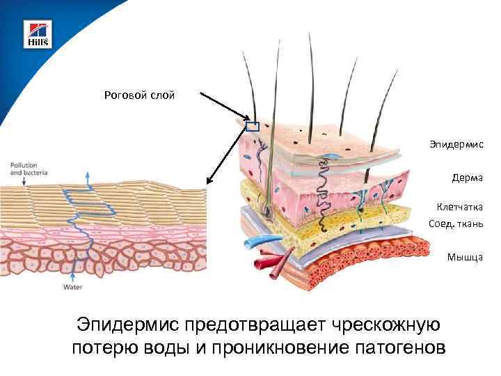 Роговой слой Эпидермис Дерма Клетчатка Соед. ткань Мышца Эпидермис предотвращает чрескожную потерю воды и