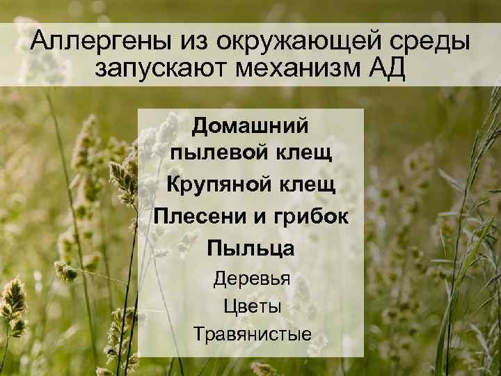 Аллергены из окружающей среды запускают механизм АД Домашний пылевой клещ Крупяной клещ Плесени и