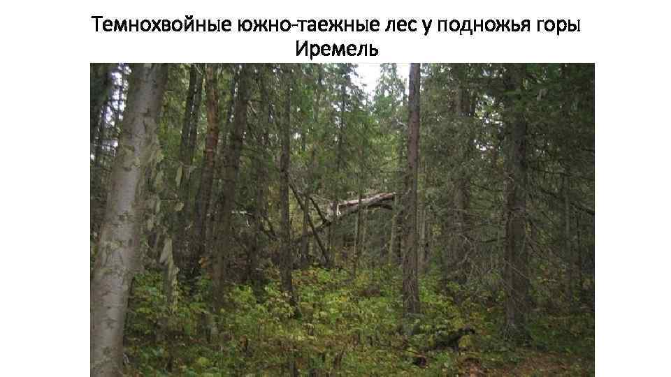 Темнохвойные южно-таежные лес у подножья горы Иремель 
