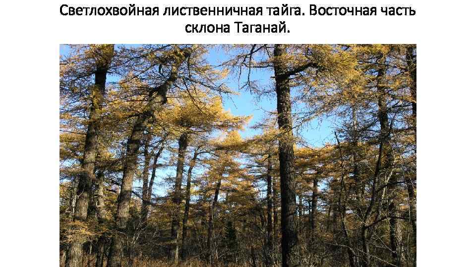 Светлохвойная лиственничная тайга. Восточная часть склона Таганай. 