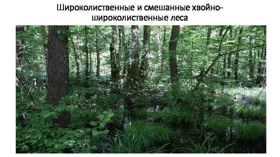 Широколиственные и смешанные хвойношироколиственные леса 