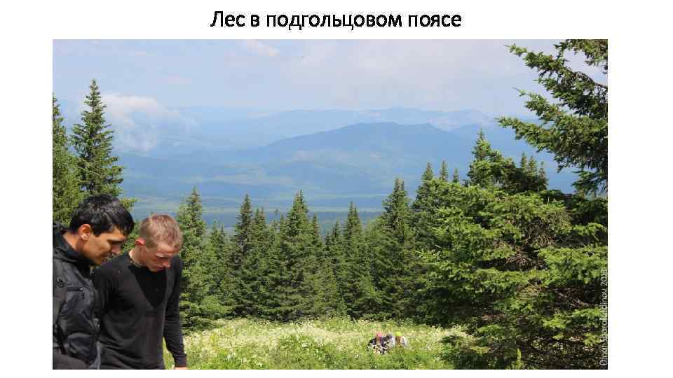 Лес в подгольцовом поясе 