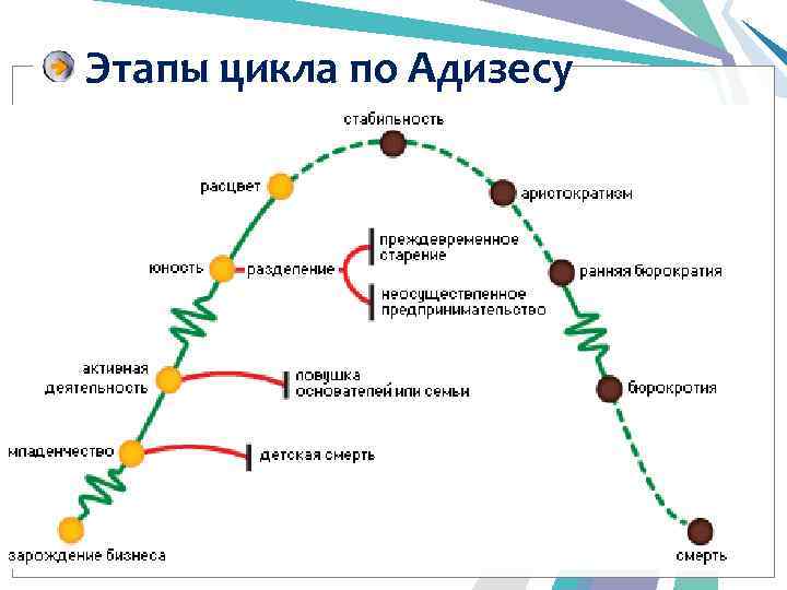 Этапы цикла по Адизесу 9 