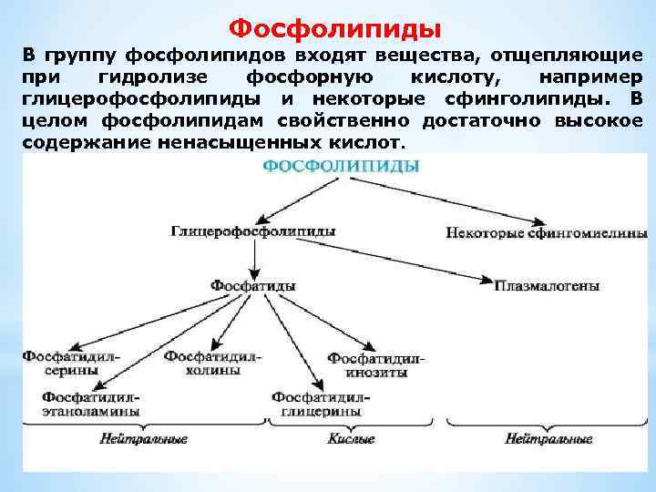 Фосфолипиды В группу фосфолипидов входят вещества, отщепляющие при гидролизе фосфорную кислоту, например глицерофосфолипиды и