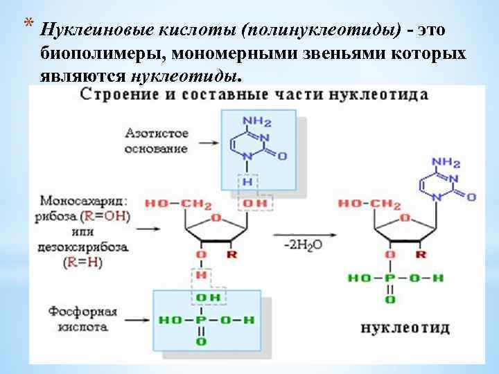 * Нуклеиновые кислоты (полинуклеотиды) - это биополимеры, мономерными звеньями которых являются нуклеотиды. 