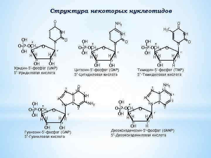 Структура некоторых нуклеотидов O NH 2 NH ОН 5' O=P–ОСН 2 ОН 4' Н