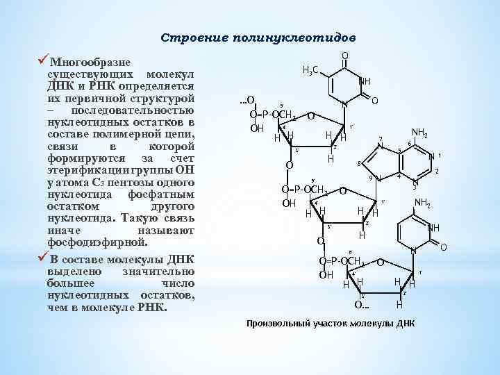 Строение полинуклеотидов O üМногообразие существующих молекул ДНК и РНК определяется их первичной структурой –