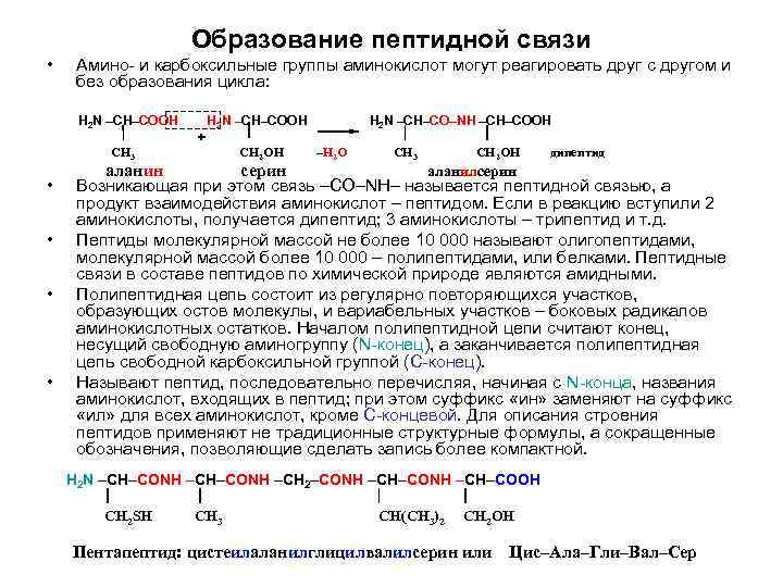 Образование пептидной связи • Амино и карбоксильные группы аминокислот могут реагировать друг с другом