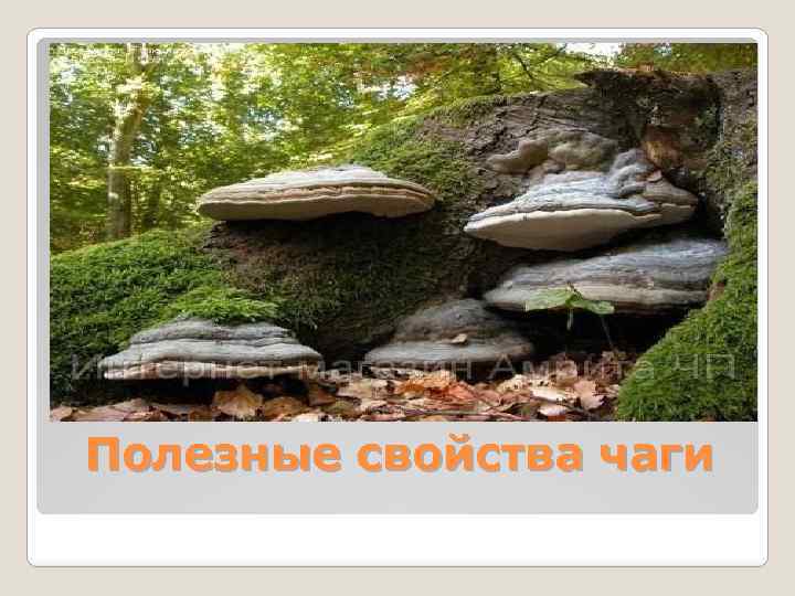 Полезные свойства чаги 