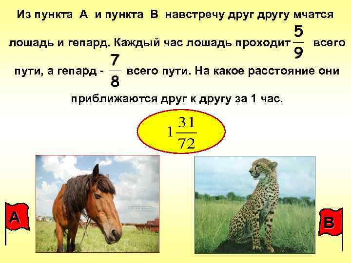 Из пункта А и пункта В навстречу другу мчатся лошадь и гепард. Каждый час