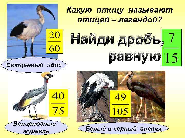 Какую птицу называют птицей – легендой? Священный ибис Венценосный журавль Найди дробь, равную Белый