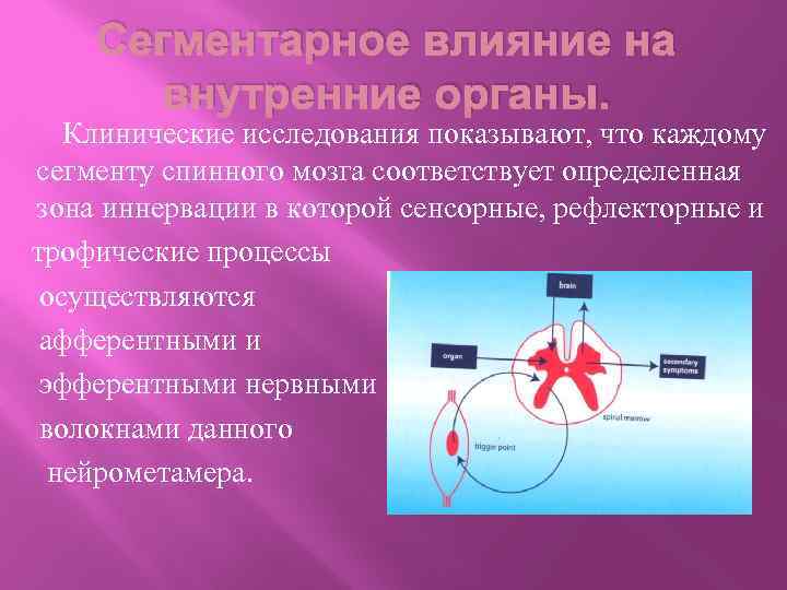 Сегментарное влияние на внутренние органы. Клинические исследования показывают, что каждому сегменту спинного мозга соответствует